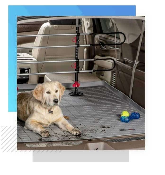 Dog in trunk of car