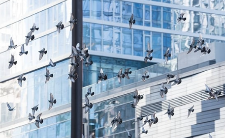 bird protection film on government buildings