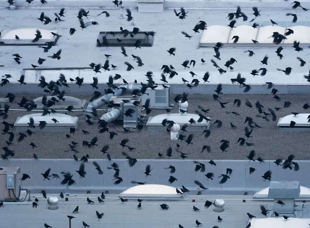 Flock of birds flying low across a commercial rooftop lined with skylights