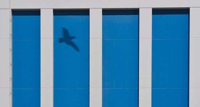 reflection of Bird flying in window film