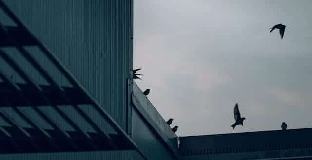 commercial building with birds on it