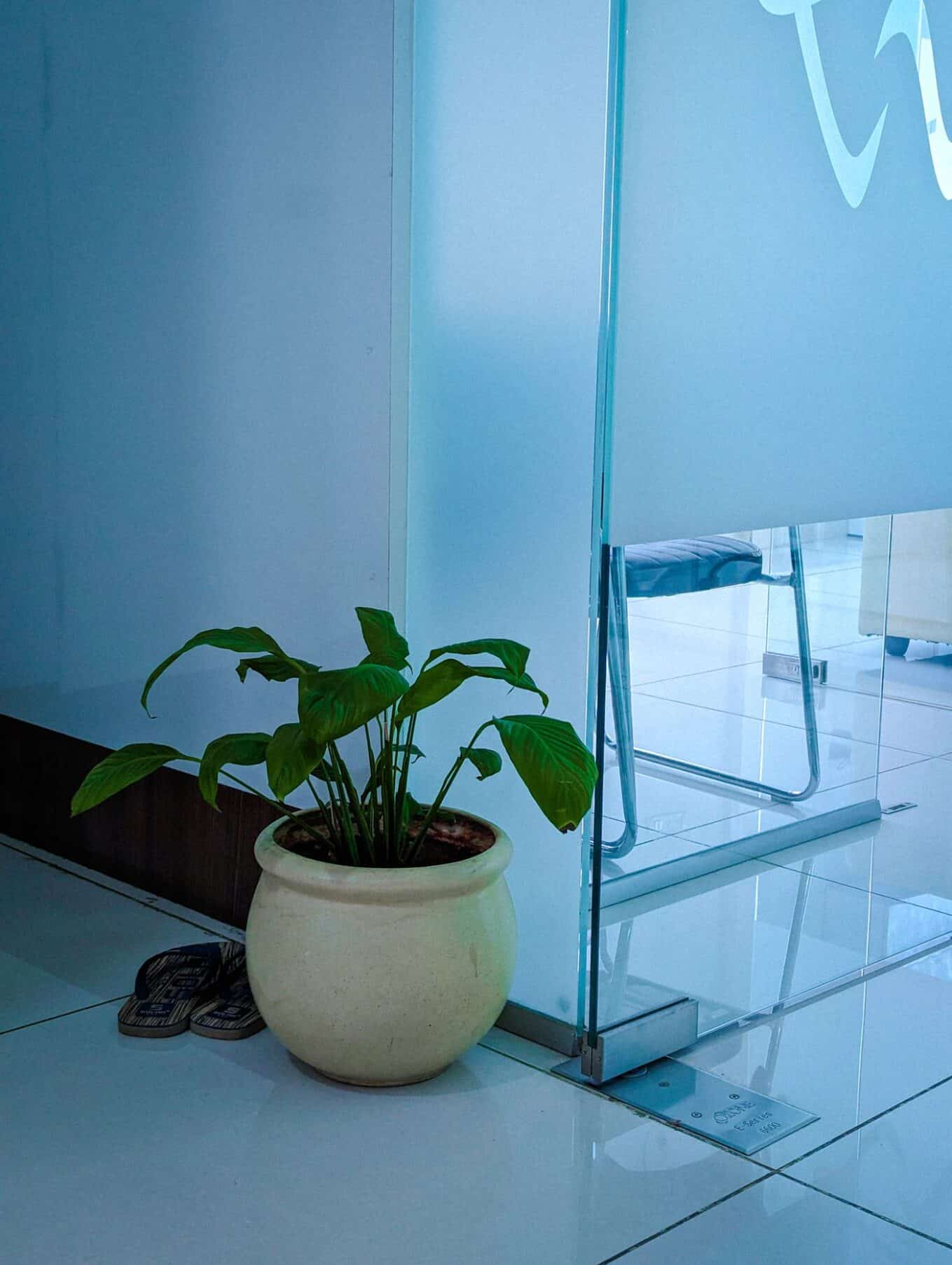 Potted plant beside a frosted glass partition, the look decorative window film creates on clear office glass